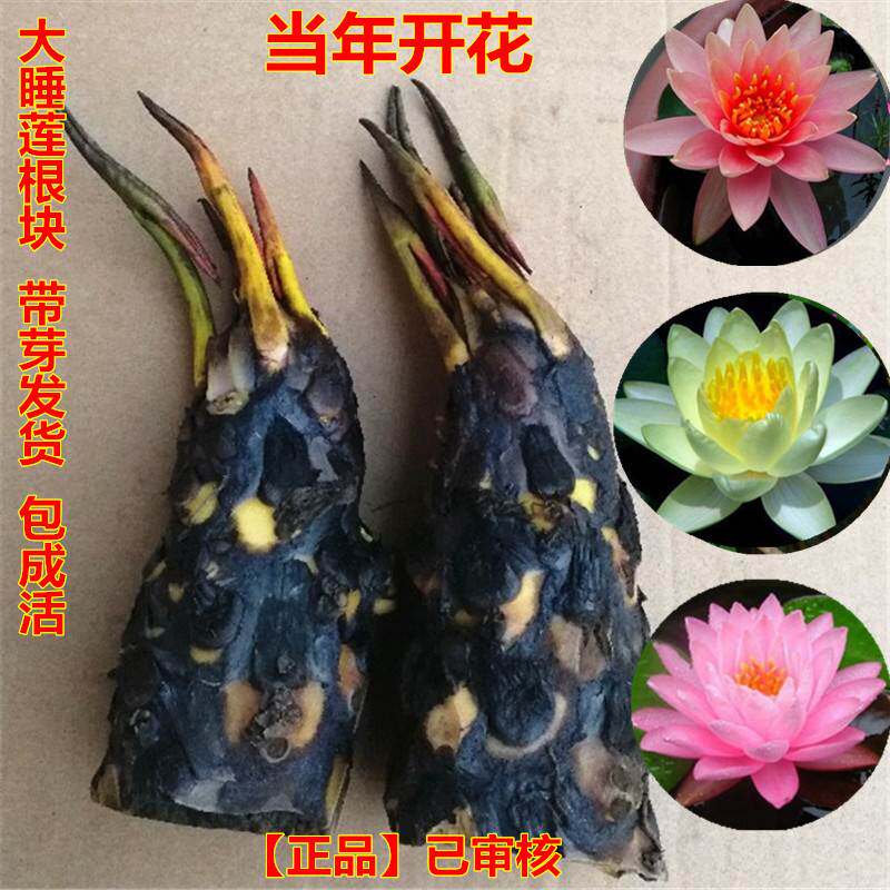 水养室内庭院根块绿植四季荷花水培植物花卉观花睡莲莲花盆景碗