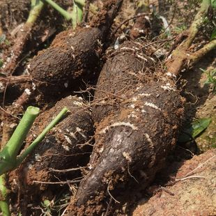 新鲜入地老鼠紫茉莉根胭脂花根白古首花头广东煲汤中药材草药