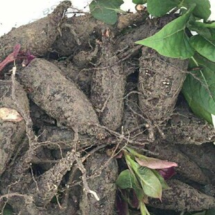 农家入地老鼠500g深山自采新鲜货钻地老鼠汤料白古鼓首花紫茉莉根