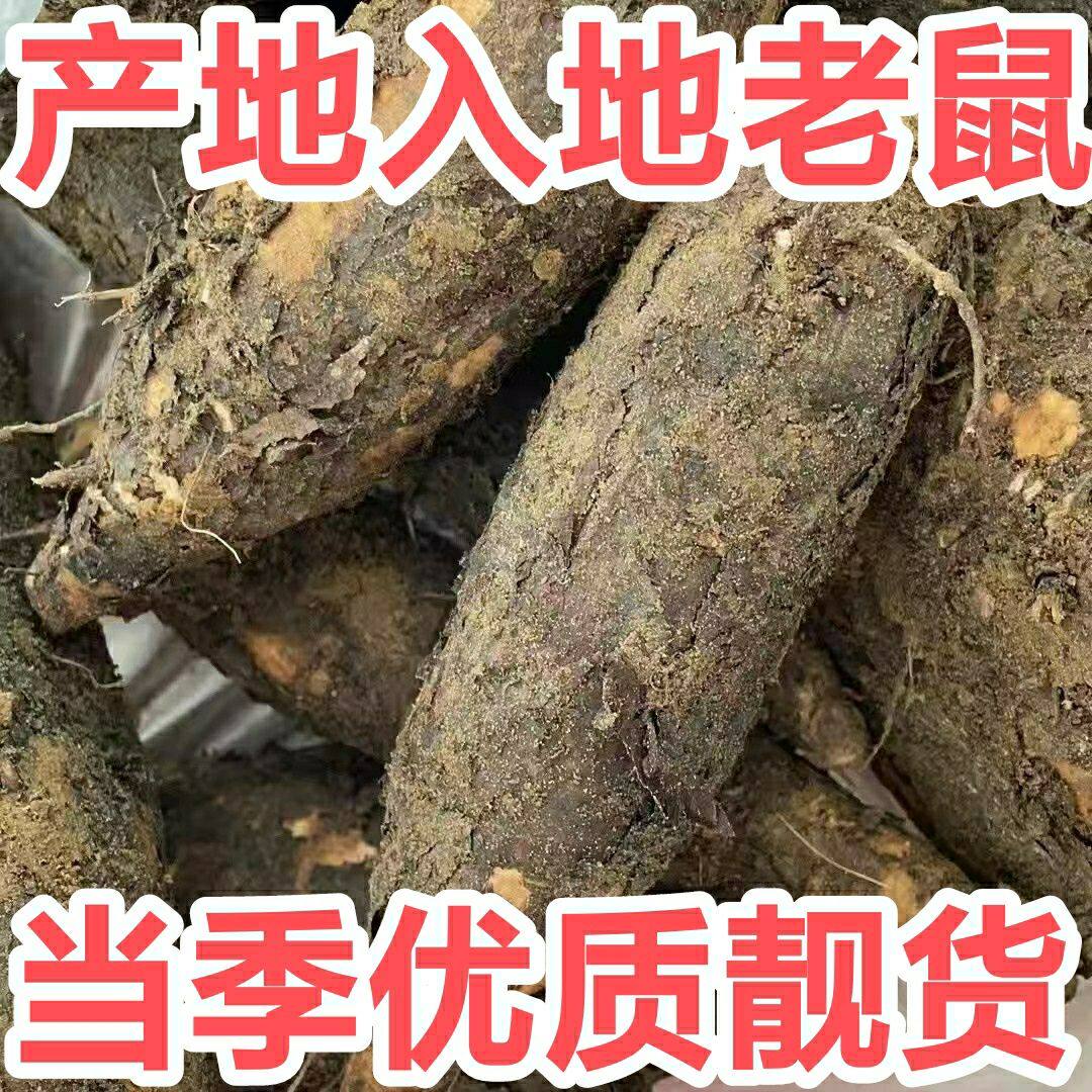 新鲜现挖入地老鼠钻地老鼠紫茉莉根白古首花头广东煲汤中药材草药