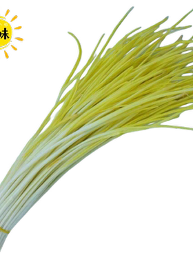 顺丰蒜黄新鲜黄蒜苗农家蔬菜青菜