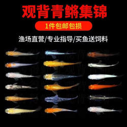 活体观赏鱼冷水鱼干支观背青鳉鱼迷你小锦鲤无需打氧加温古法养殖