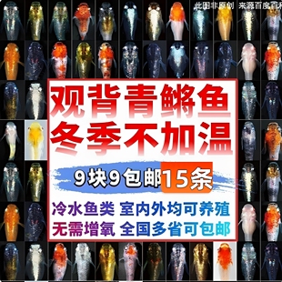 观背青鳉观赏鱼冷水鱼小型锦鲤金鱼淡水鱼不打氧好养活体青鱼