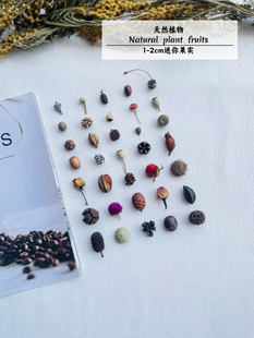迷你植物果实手工diy材料包足球果 3cm 小松果标本植物果子