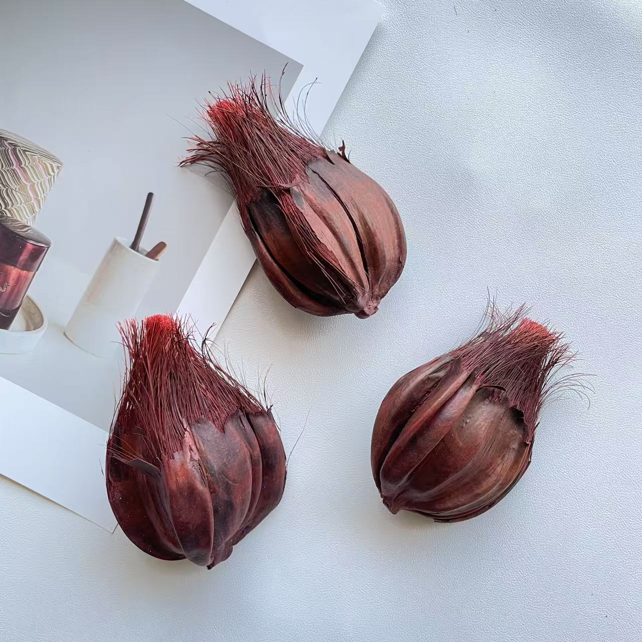 【水椰子】亚达子孑遗植物棕榈科陆地棕干花标本东南亚热带果实