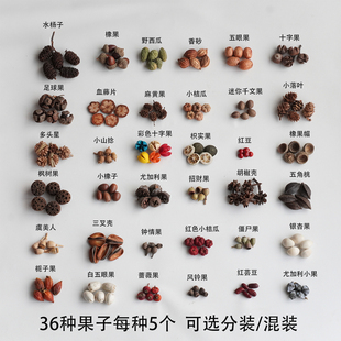【1-3cm果子】植物果实豆荚娃手工diy材料包耳饰发夹果子幼儿环创