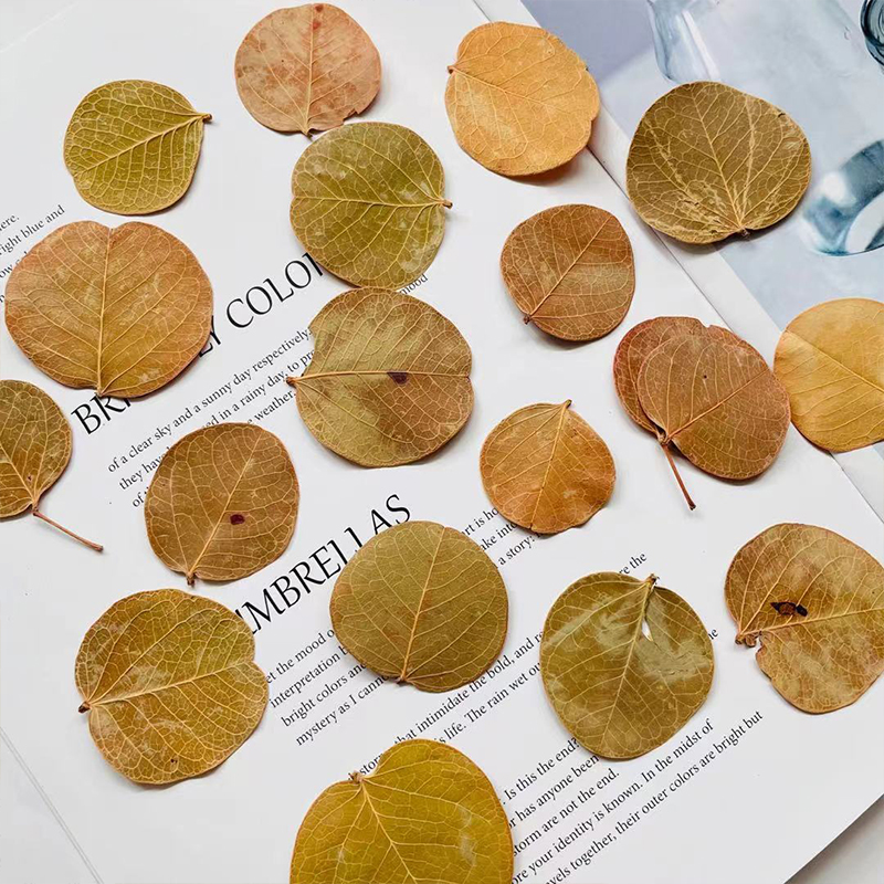 【巴西圆叶】树叶圆形小叶子配