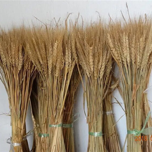 稻穗真正麦子杂粮橱窗农家乐干花
