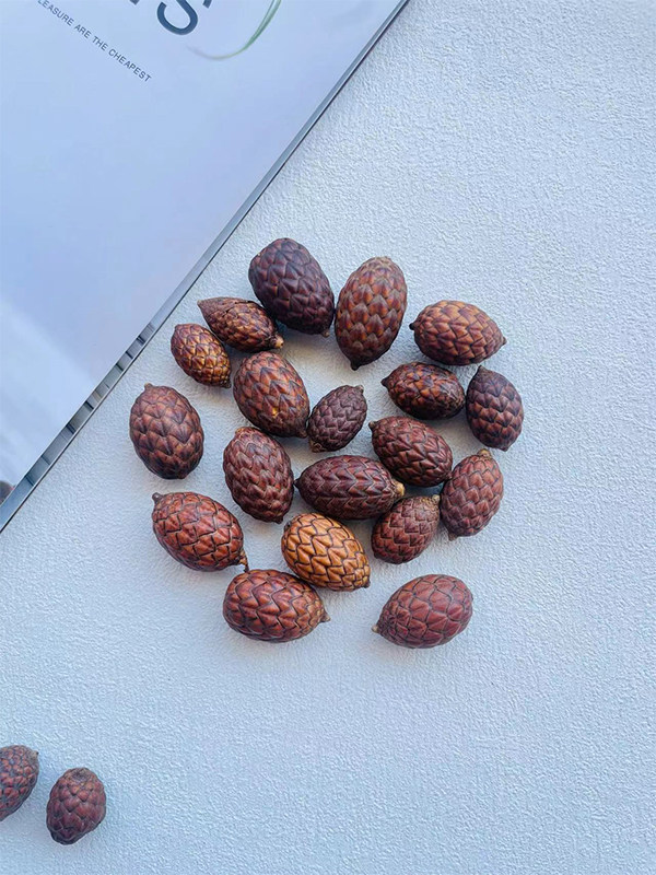 【酒椰果】天然植物标本果子diy手工材料装饰相框标本摆件龙鳞果