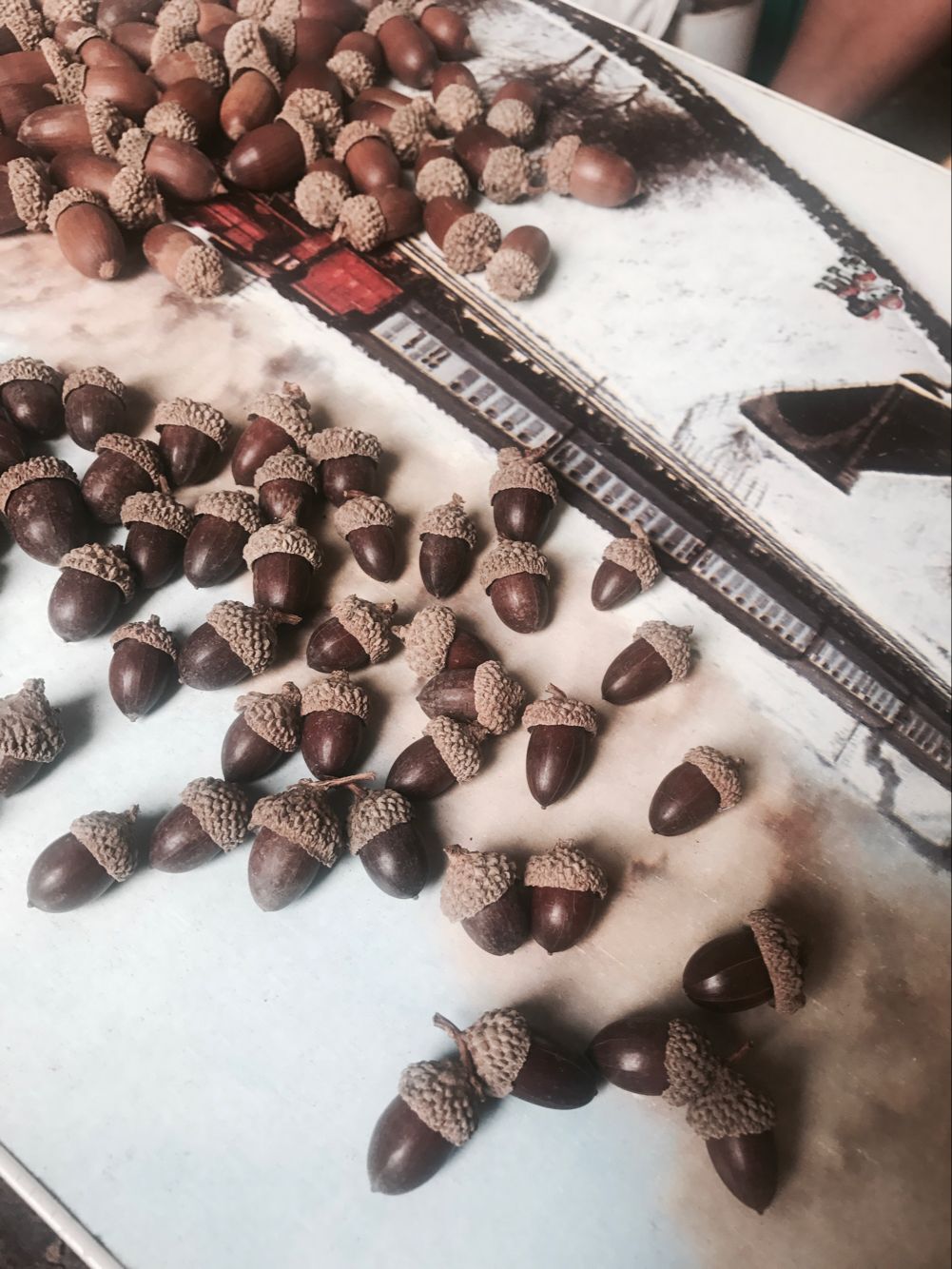 惊爆价干花包天然带帽橡子果实饰品大橡果带橡碗橡树果装饰摆件