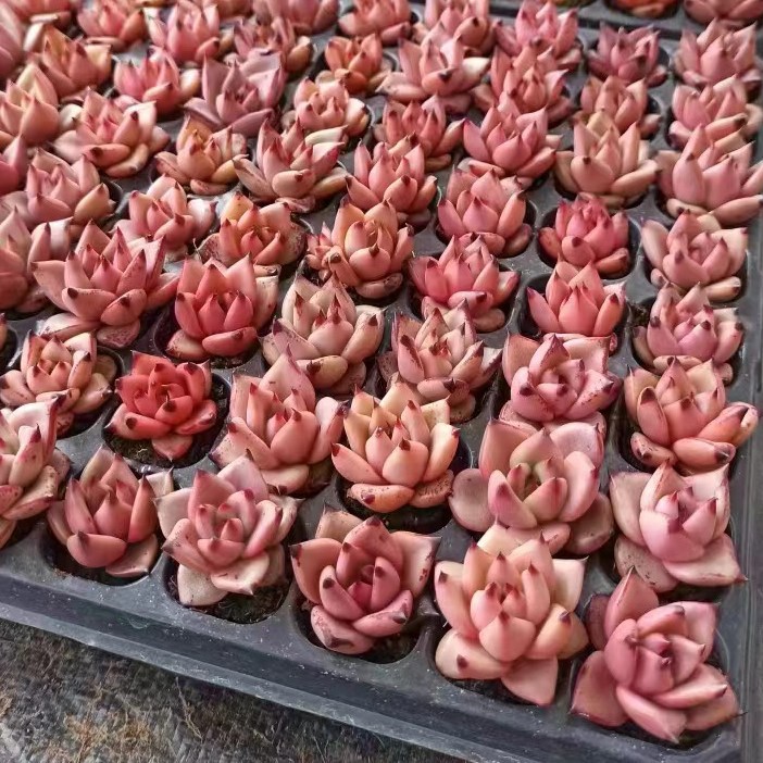 Ebony series Blood Luo White Wax Red Wax Gold Wax Winter Cl