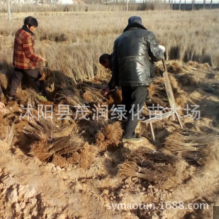 Base purple locust seedlings garden greening seedlings emba