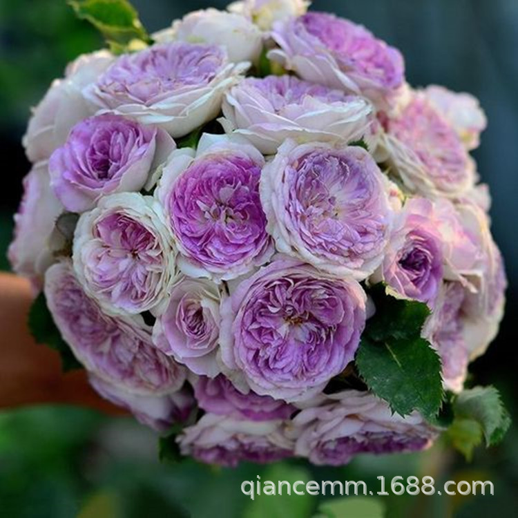 Big flower, strong fragrance, passion fruit, blue moonstone