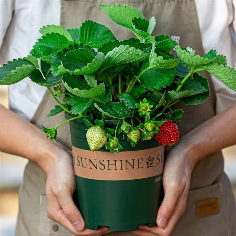 Wholesale of Strawberry Seedlings Potted Plants with Pot, F