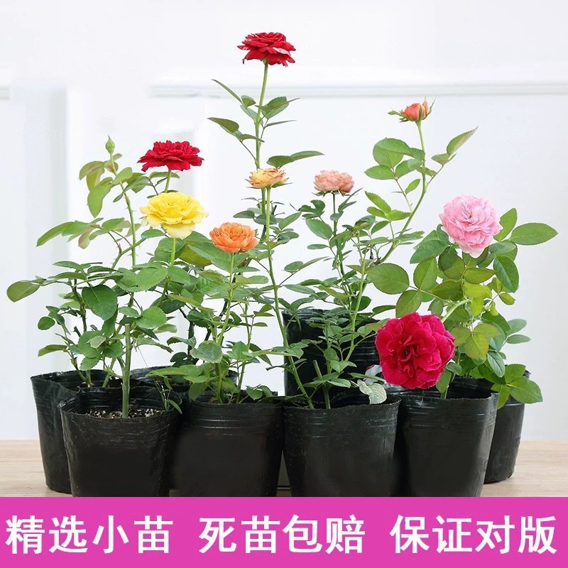 Rose potted flowers, ornamental green plants, indoor flower
