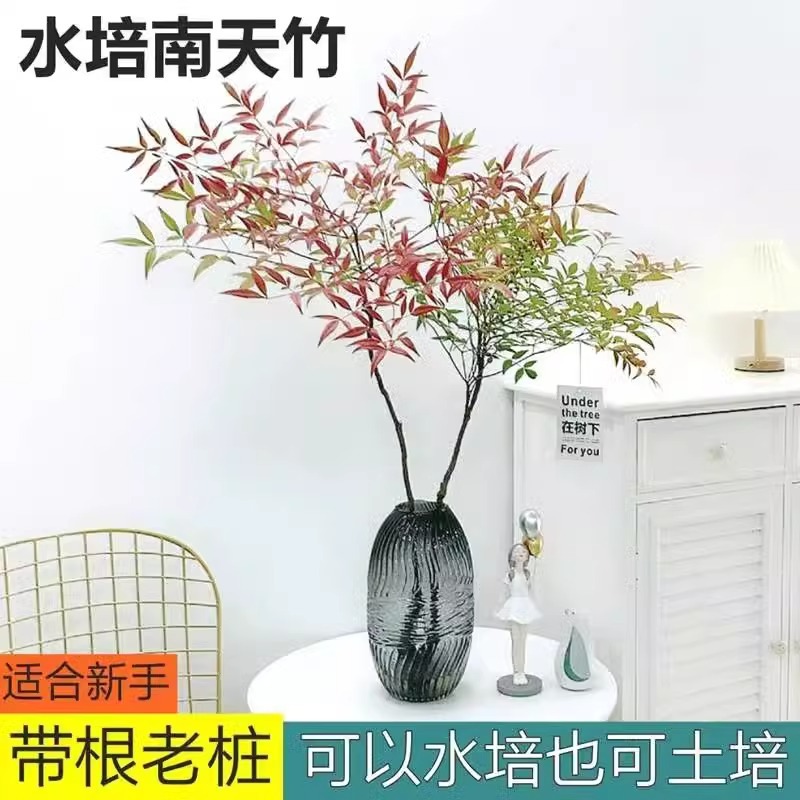 South Sky Bamboo Potted Plants Water Nourishing Plants Indo