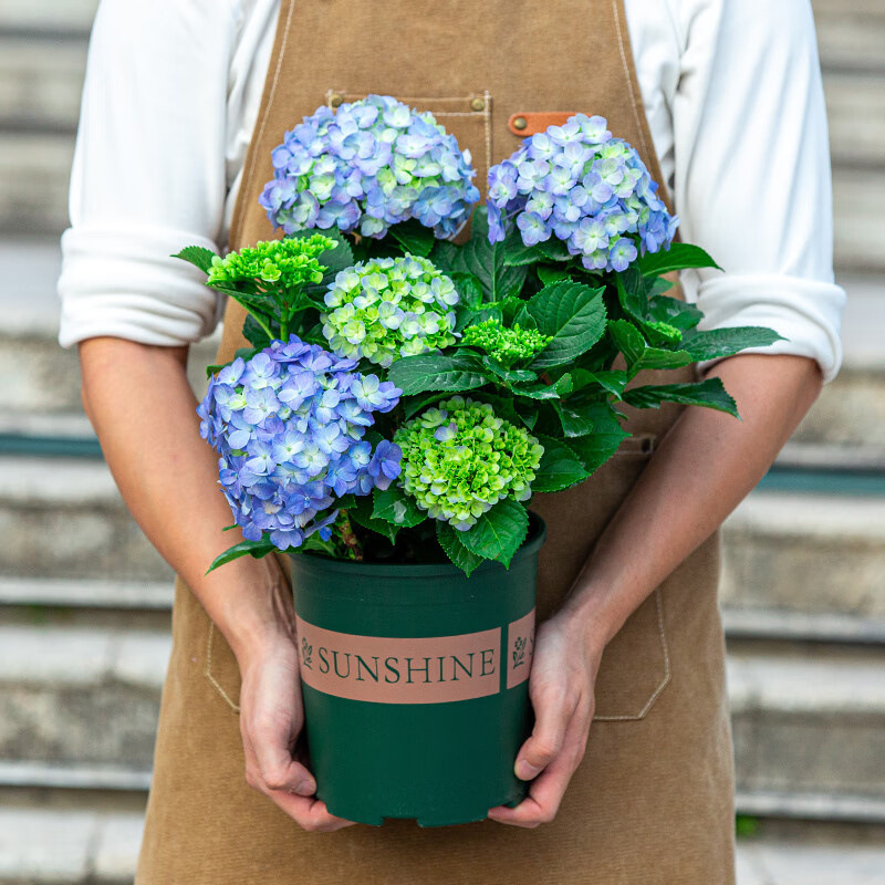 Hydrangea seedlings, endless summer flowers, year-round blo