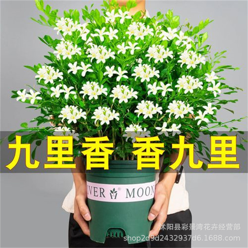 Nine mile fragrant flower potted four season sapling old st