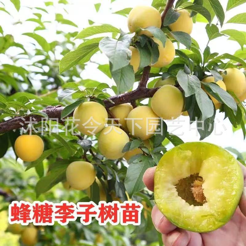 Guizhou honey sugar plum saplings grafted with extra large