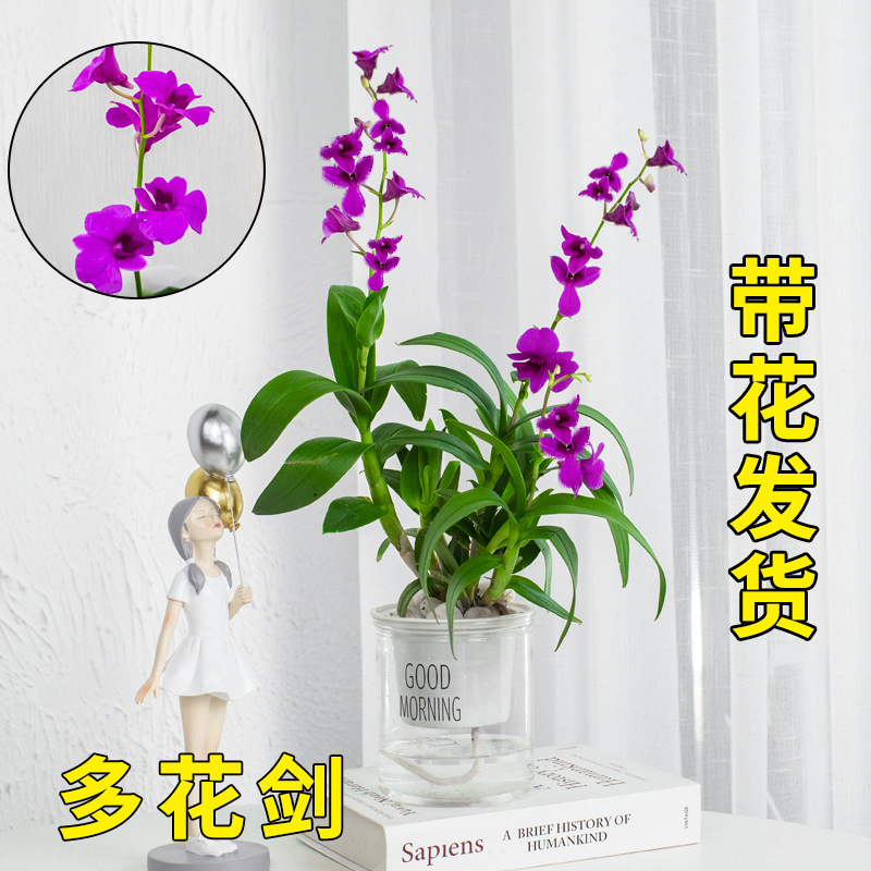 Dendrobium potted plants with flowers, indoor flowers, hydr