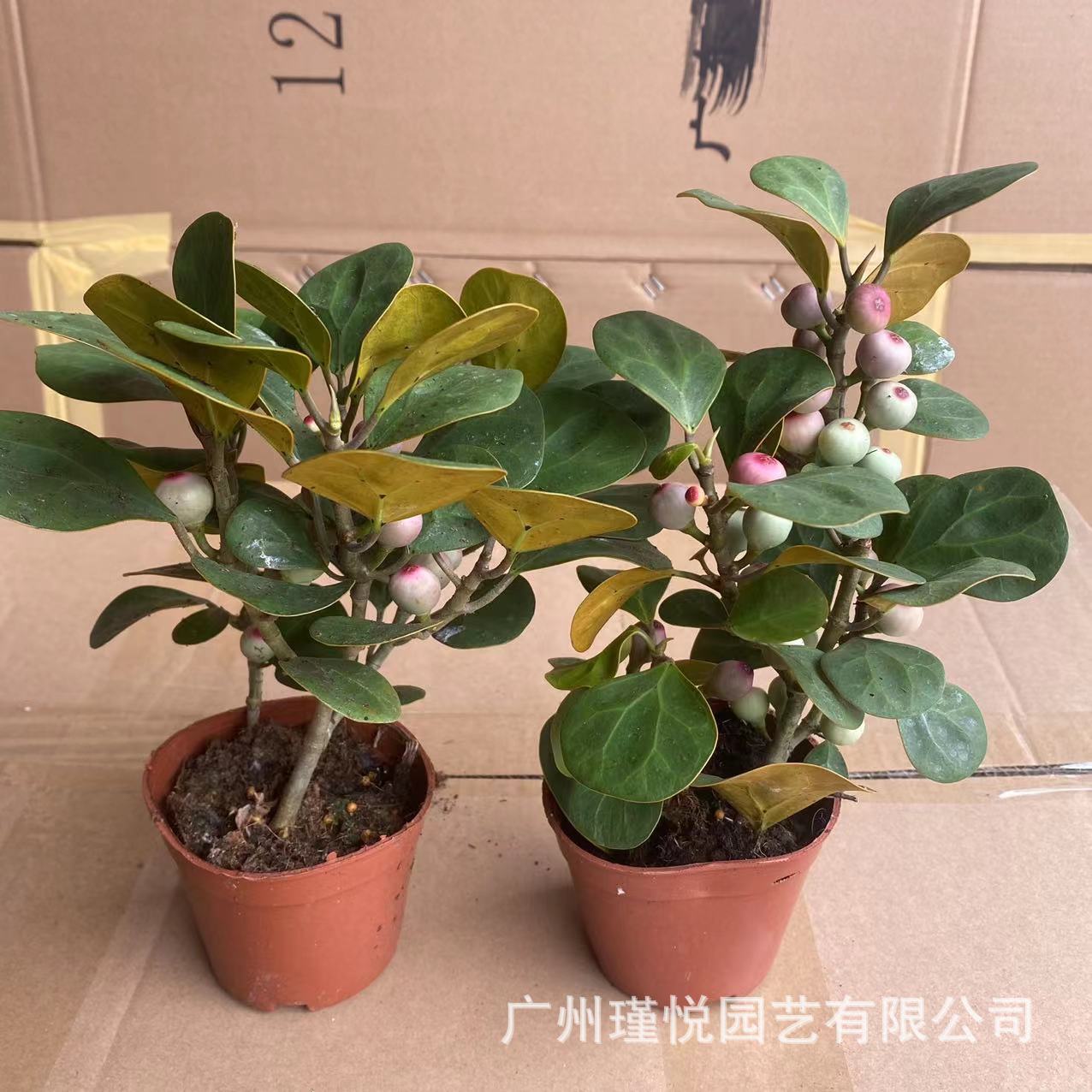 Xiaopan Bodhi Desktop Pottery Indoor Green Plant Pot Change