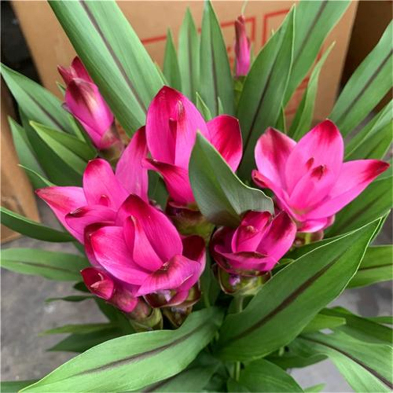 Imported ginger lotus bulbs, heat-resistant and sun resista