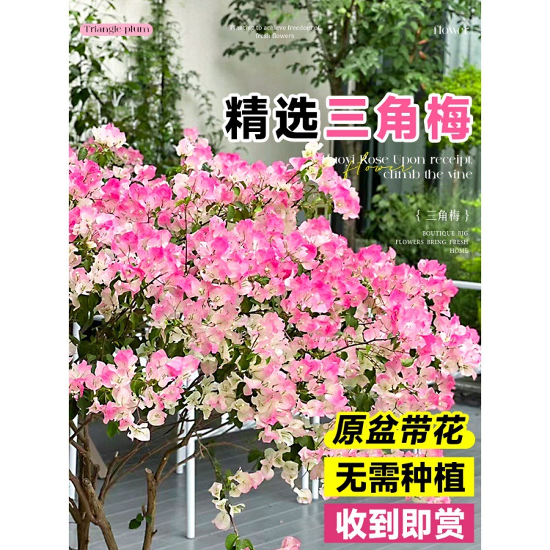 Green cherry, triangular plum, potted plant, big seedling w