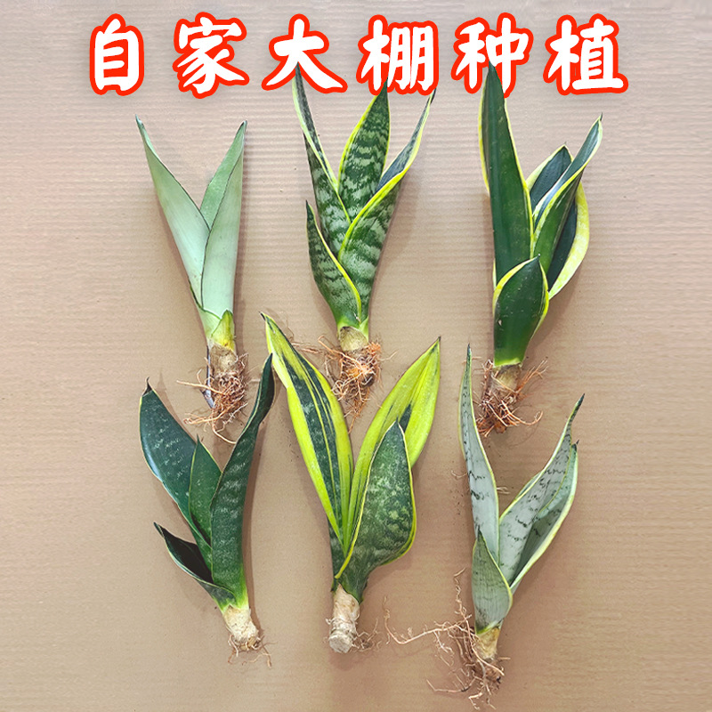 Tiger skin green plant hydroponic short footed gold edged w