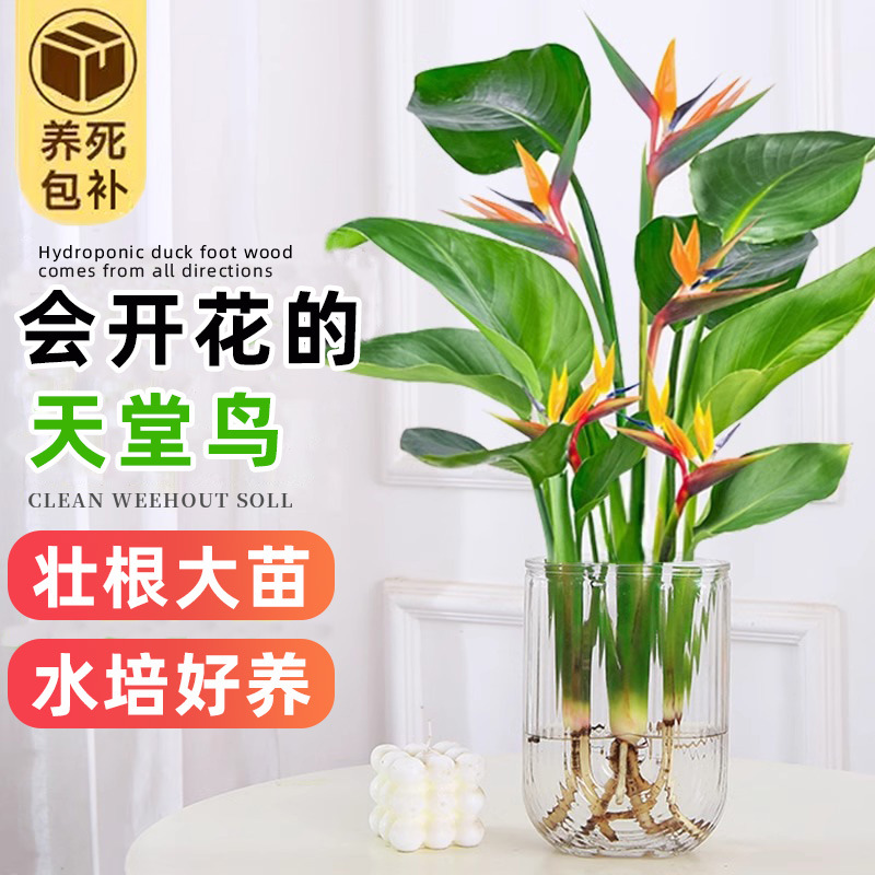 Hydroponic plants, paradise birds, potted flowers, green pl