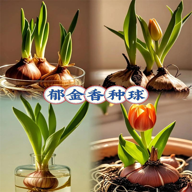 Tulip bulbs bloom all year round, suitable for soil cultiva
