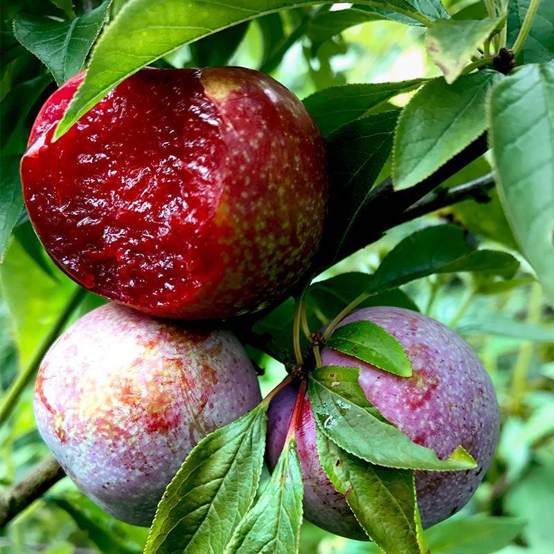 Authentic Sanhua Plum Seedlings Grafted with Southern Guang