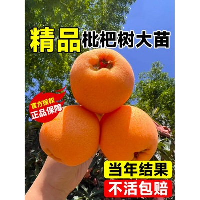 Loquat saplings, seedless sugar loquat seedlings, grafted s