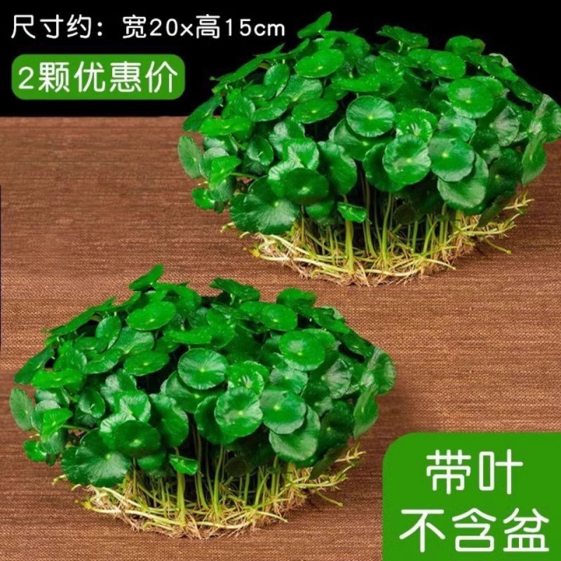 Easy to care for hydroponic copper money grass potted indoo