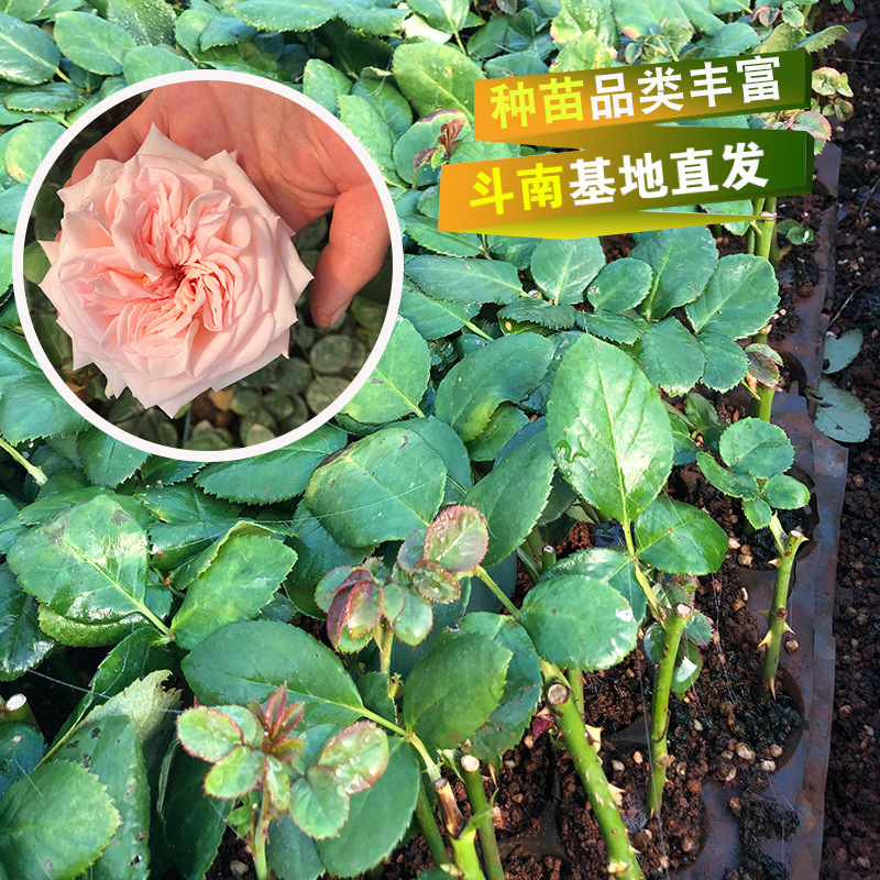 Yunnan fresh cut rose seedling, big flower, perfume rose se