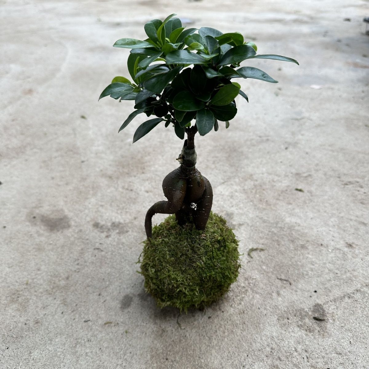 Moss ball, ginseng, small leaves, banyan tree, sunny, heat-