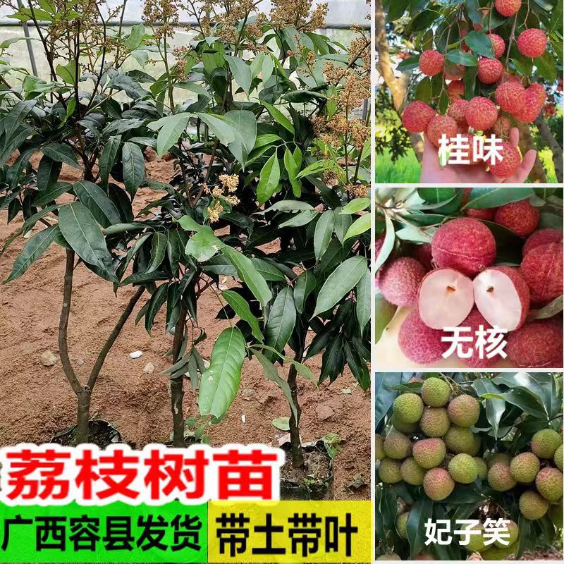 Grafted Litchi Fruit Tree Seedlings Feizi Xiaogui Flavor Se