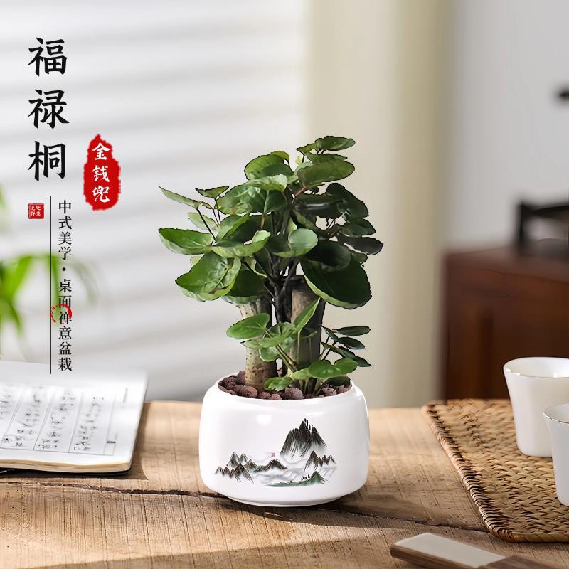 Fulutong Money Bag Potted Plants Money Duo Green Plants Des