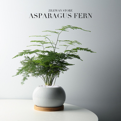 Wenzhu Pot Plants Indoor Living Room Chinese Zen Bonsai Off