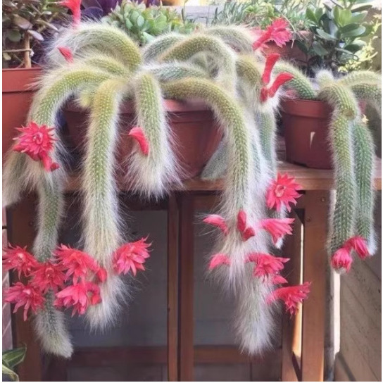 Monkey Tail Column Soft Haired Monkey Tail Nine Tailed Fox