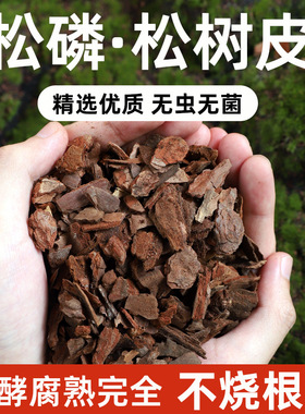 Mature pine bark, large fermented pine phosphorus flowers,