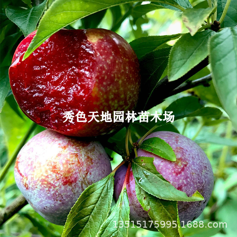 Fruit tree seedlings, Silver Concubine, Three Flowers, Plum