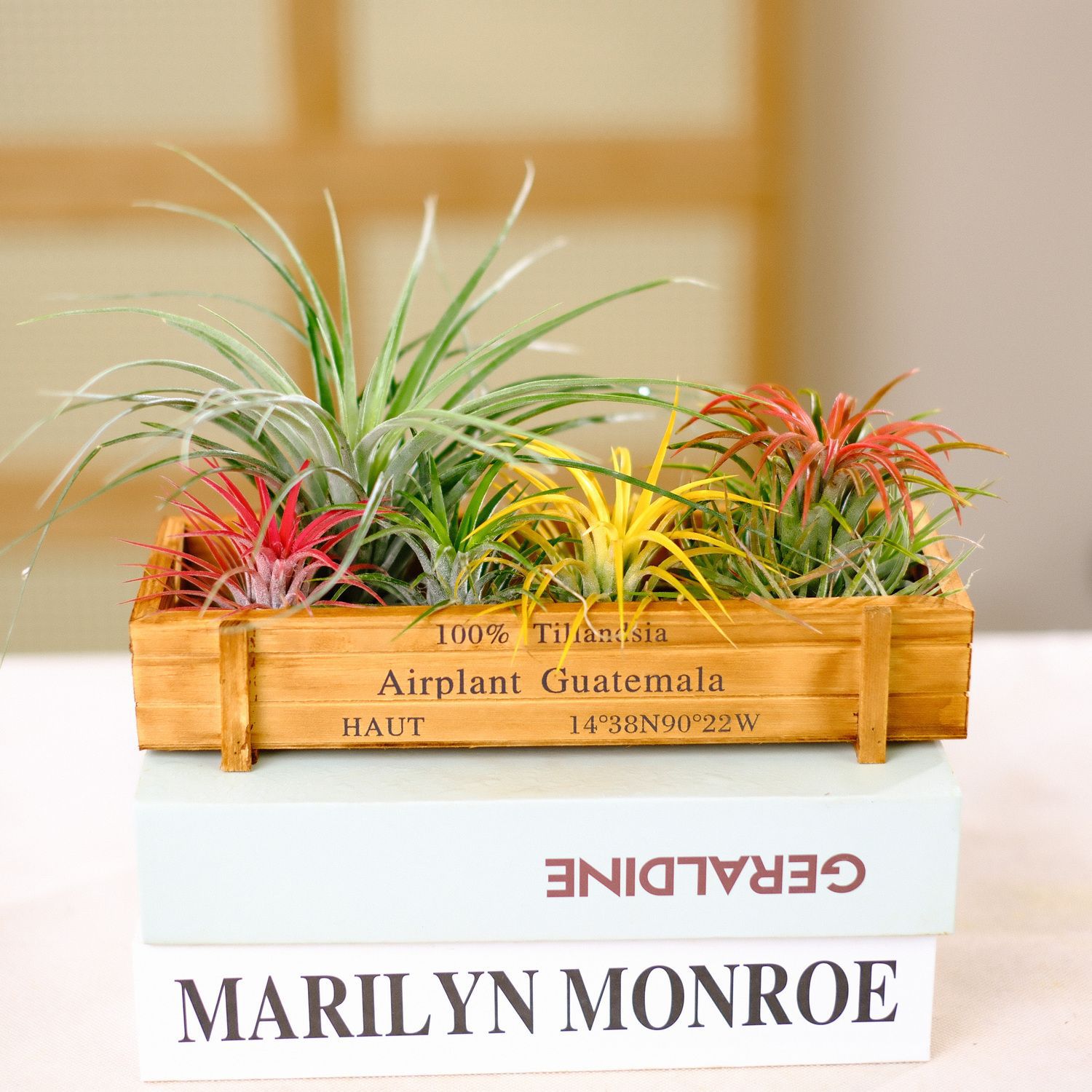 Introduction to air pineapple soilless plants, potted plant