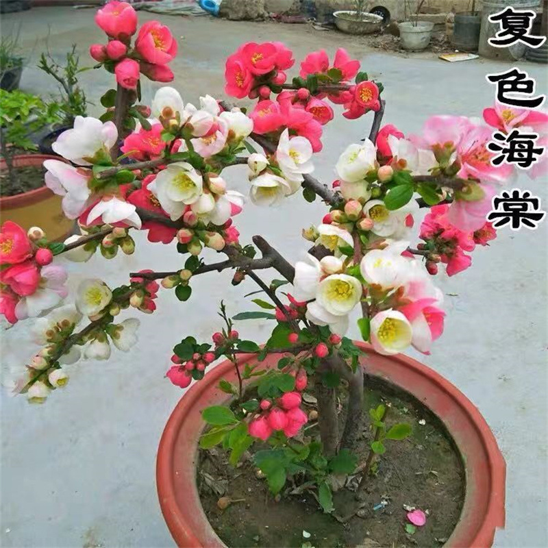 带花苞海棠花盆栽 海棠树苗 复色四季海棠盆景室内外花卉绿植