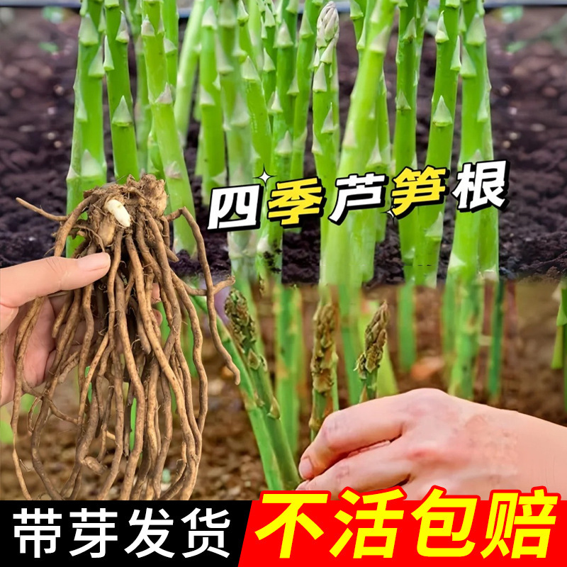 Asparagus root seedlings, freshly dug, new asparagus seedli