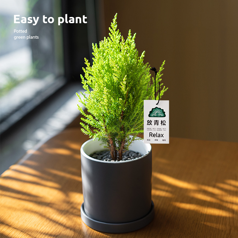 Relax, Little Fragrant Pine, Christmas Tree, Green Plants,