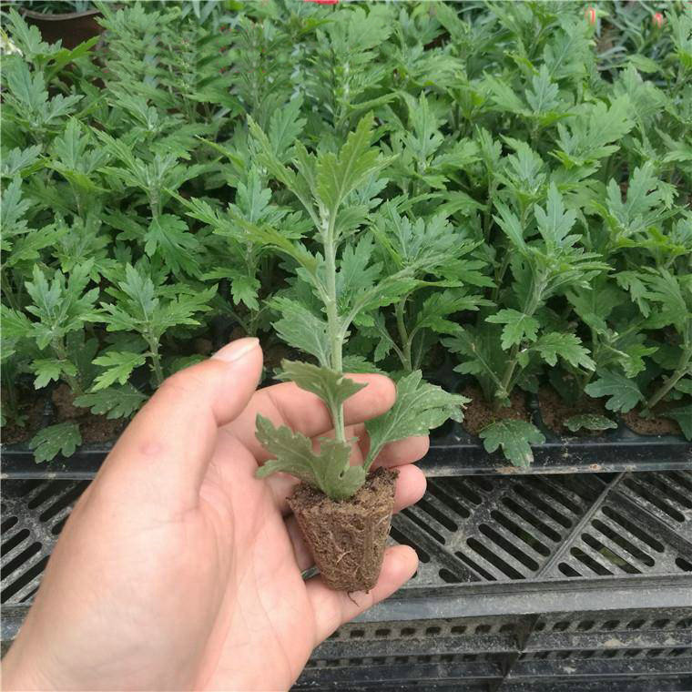 Large flower seedlings, potted flowers, September chrysanth