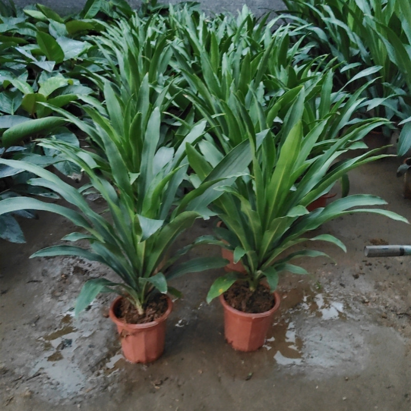 Jinxin Yemen Iron Brazil Iron Blue Iron Potted Large Plants