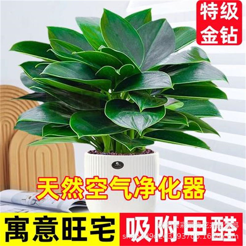 New Golden Diamond, Green Princess, Potted Plant, Green Ros