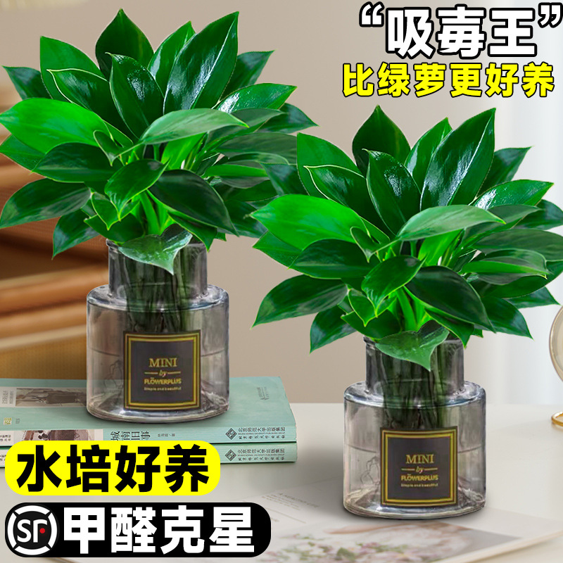 Golden Diamond Potted Plants Platinum Diamond Hydroponic La