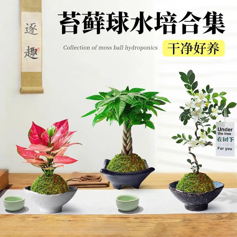 Hydroponic plants, moss balls, desktop potted plants, tea t